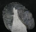 Large Enrolled Drotops Trilobite On Pedastal of Rock #27333-6